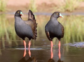 Image of two Black-hailed Native hens. Credit: Eric Yan