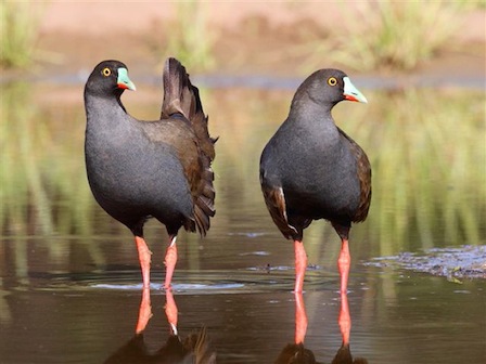 Image of two Black-hailed Native hens. Credit: Eric Yan