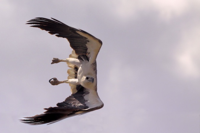 Image of White bellied - Sea-eagle taken by Marj Kirby