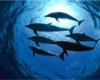 Image of a pod of dolphins