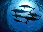 Image of a pod of dolphins