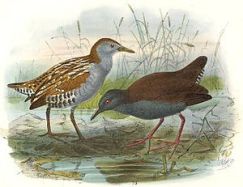 Image of On left: Marsh Crake. On right: Spotless Crake Porzana tabuensis plumbea. (Photo credit: Wikipedia)