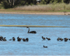 Black swans at Wamberal Lagoon