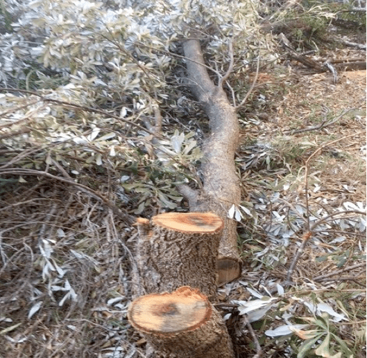 Recently felled mature Banksia on the pathway adjacent to the toilet blocks
