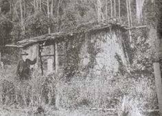 Jermiah Cashin - the man who lived in a tree