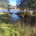 Terrigal Lagoon – Council’s alternative to Benjamin Parker Reserve is sewage and open flood drains 4