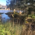 Terrigal Lagoon – Council’s alternative to Benjamin Parker Reserve is sewage and open flood drains 5